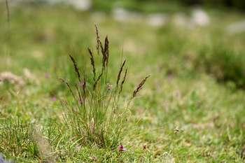 bellardiochloa_variegata_de_la_brousse_au_roc_de_maurocou_pt_de_montvert_jp_malafosse.jpg