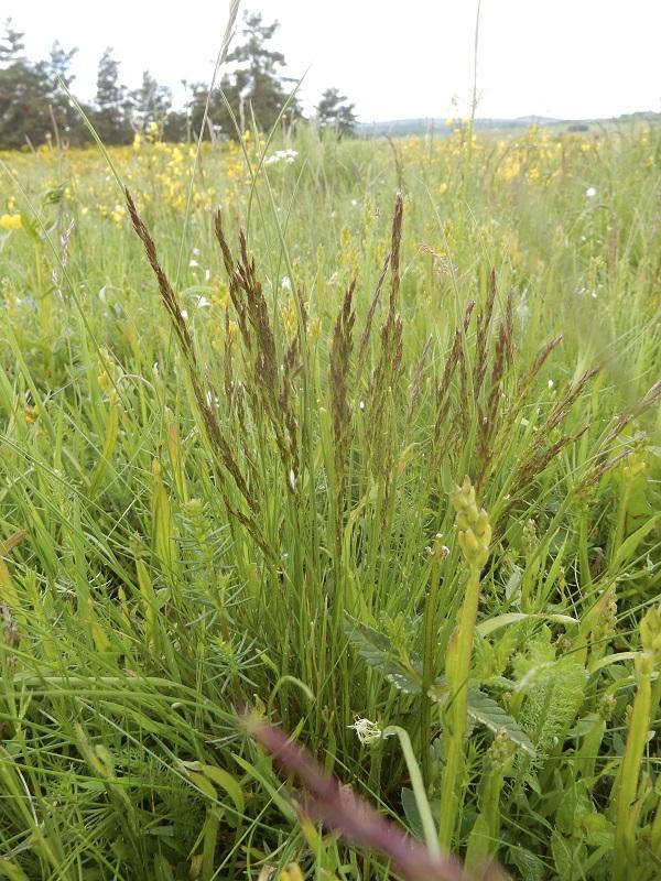 bellardochloa_variegata_montbel.jpg