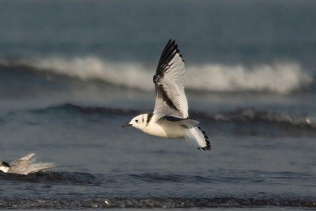 black-legged_kittiwake_rissa_tridactyla_india_by_vedant_kasambe_dsc_2507_26.jpg