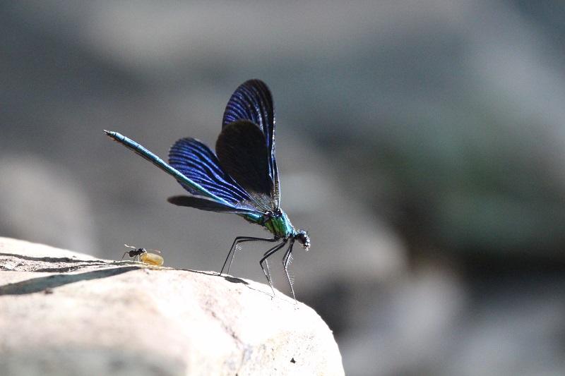 calopteryx_vierge_male_avec_une_fourmisweb.jpg