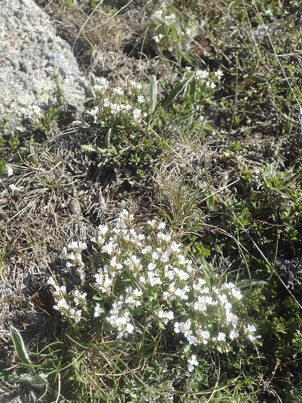 cardamine_resedifolia_bord_piste_au_dessus_du_cougnet_altier.jpg