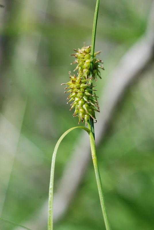 carex_lepidocarpa_les_crottes_le_pompidou.jpg