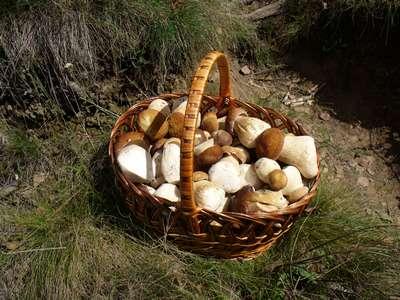 cep_in_basket_2006_george_chernilevsky.jpg