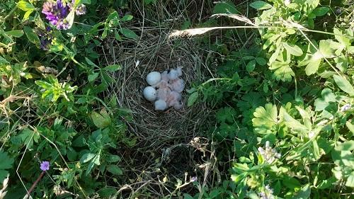 Couvée du couple de la Can de ferrières