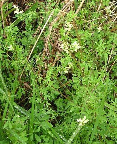 corydale_clavicule_c_cwmhiraeth_wikimedia.jpg