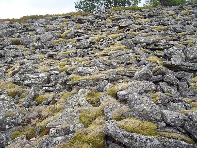 eboulis_ac_racommitrium_pt_de_lallieret_chasseradecs3.jpg