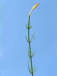 equisetum_palustre_c_petr_filippov_-_wilimedia_commons.jpg