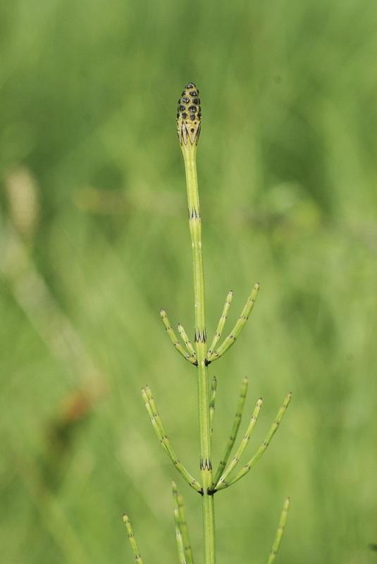 equisetum_palustre_col_du_rey-pesquier_-_2.jpg