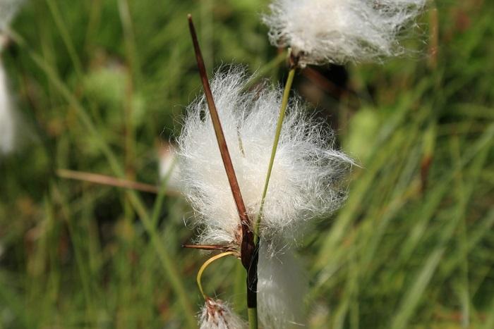 eriophorum-latifolium-woolweb.jpg