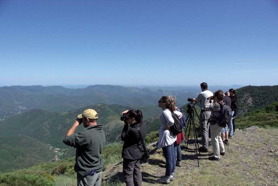 formation_mouflon_sur_le_massif_de_laigoual_credit_photo_michel_monnot.jpg