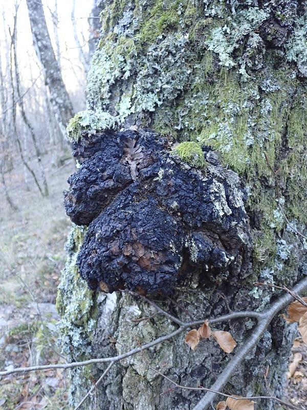 inonotus_obliquus_chaga_col_de_fontmort_cassagnas.jpg