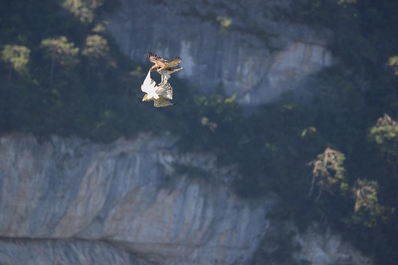 interactions_entre_deux_circaetes_-_sentier_des_corniches_web.jpg