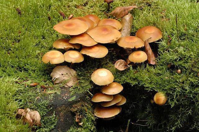 kuehneromyces.mutabilis.-.lindsey.jpg