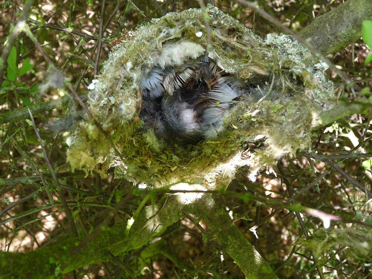 long_tailed_tit_nest_02-05-11_5681123177.jpg