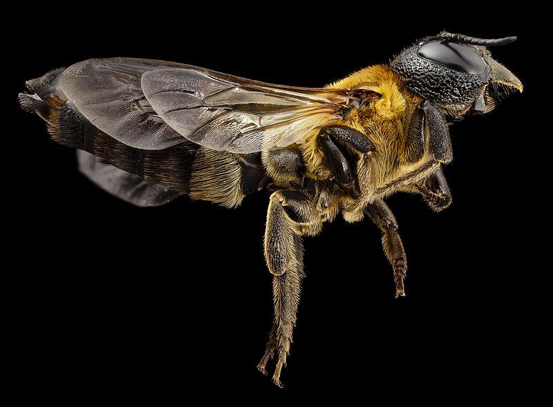 megachile_sculpturalis_f_side_md_kent_county_2014-07-21-17.23.34_zs_pmax.jpg