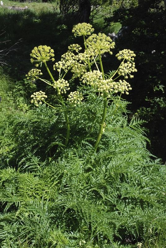 molopospermum_peloponnesiascum.jpg