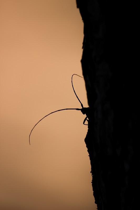 monochame_de_provence_-_sentier_des_corniches_web.jpg