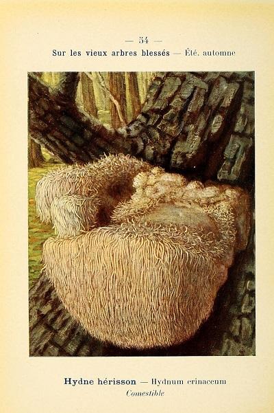 nouvel_atlas_de_poche_des_champignons_comestibles_et_veneneux_pl._54_7831193806.jpg