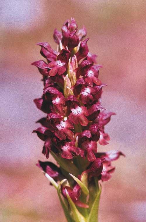 orchis_punaise_c_jean-pierre_malafosse_pnc.jpg