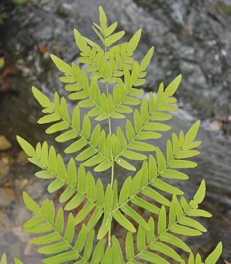 osmunda_regalis_-_1.jpg