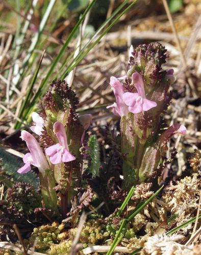 pediculaire_des_bois_pedicularis_sylvatica_c_bernd_haynold_-_wikimedia_commons.jpg