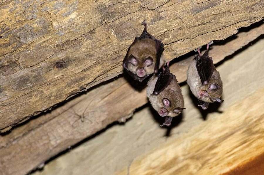 Petits rhinolophes 