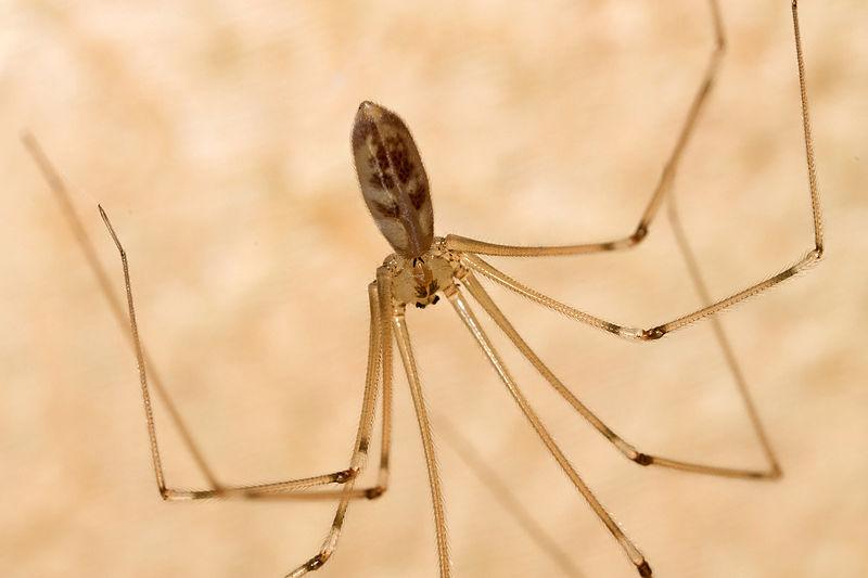 pholcus_phalangioides_fuesslin1775_1.jpg