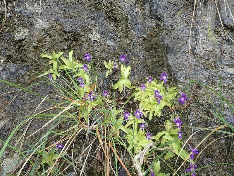 pinguicula_longifolia_subsp_caussensis_bois_de_tessone_arre.jpg