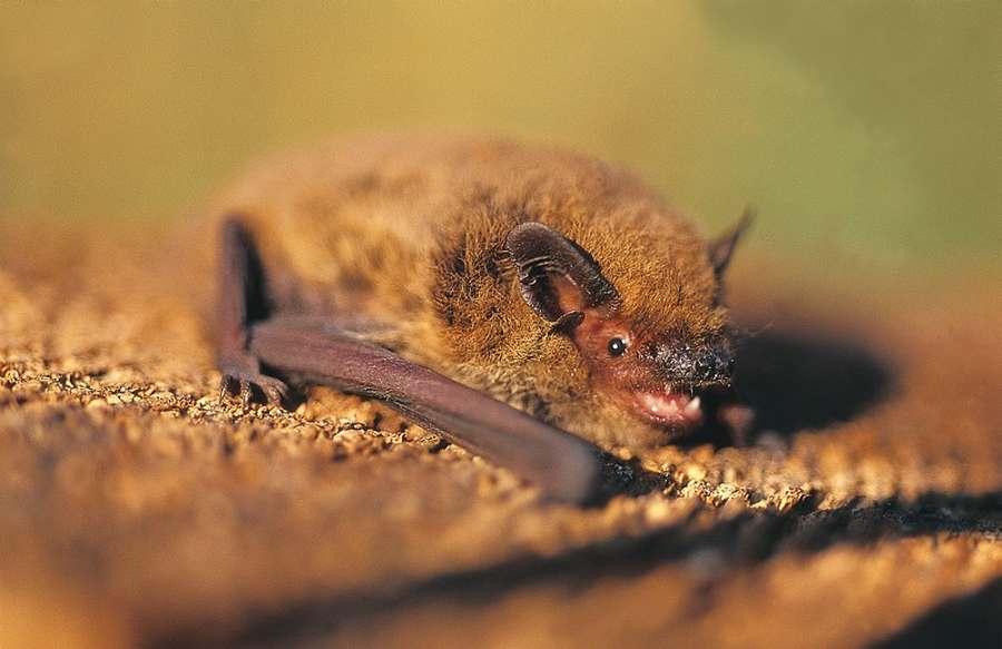 Pipistrelle de Kuhl