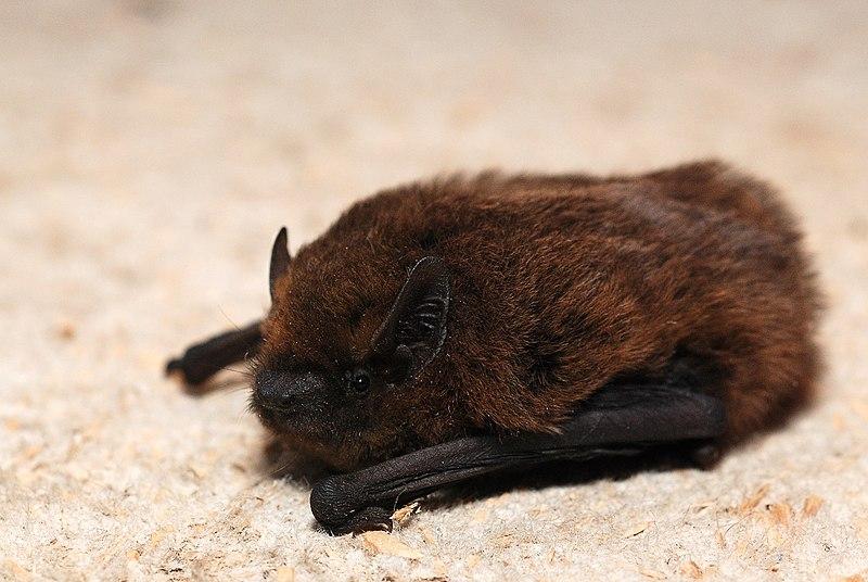 pipistrellus_pipistrellus_3204039207.jpg