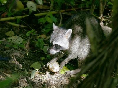 procyon_lotor_eating_c_hans_hillewaert_web.jpg