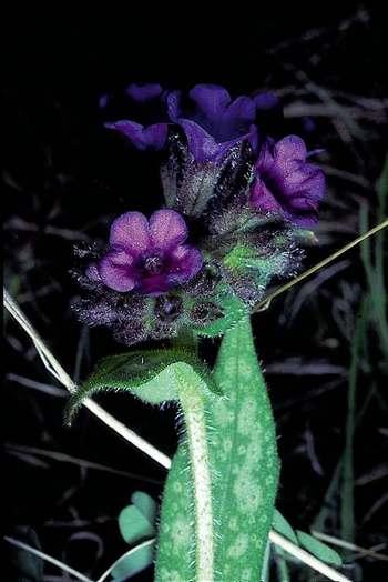 pulmonaire_a_longues_feuilles_c_yves_maccagno.jpg