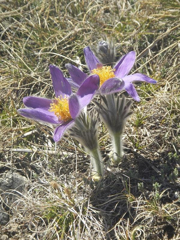 pulsatilla_vulgaris_var_costeana_mont_gargo_-_3.jpg