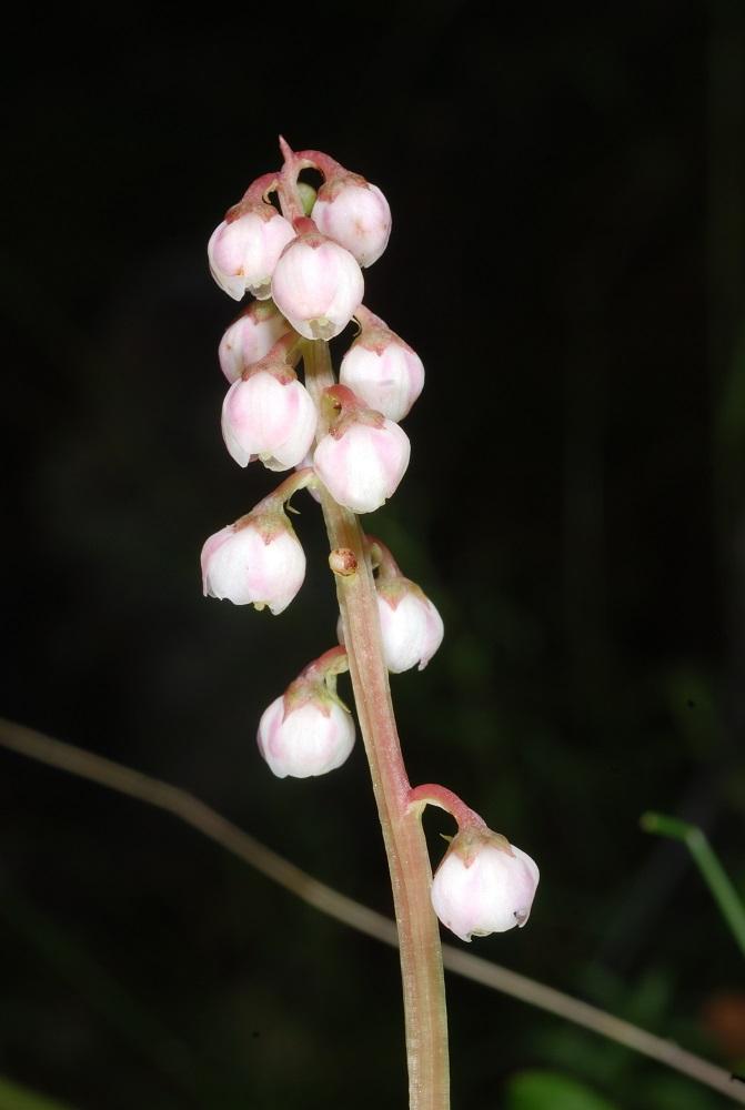 Pyrola Minor © Emeric SULMONT - Parc national des Cévennes