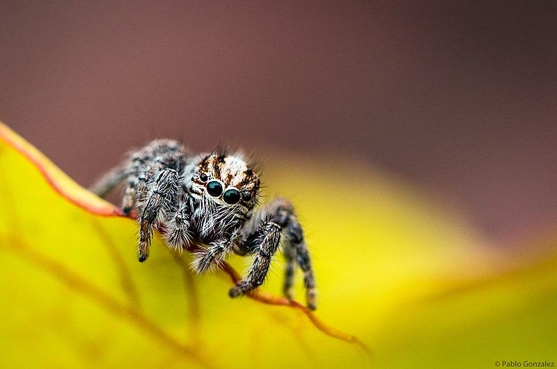 salticidae_macro.jpg