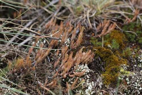 sedum_amplexicaule_de_la_brousse_au_roc_de_maurocou_pt_de_montvert_jp_malafosse.jpg