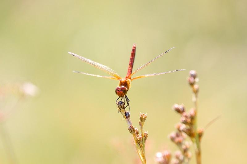 sympetrum_jaune_d_or_-_lac_des_pises_web.jpg