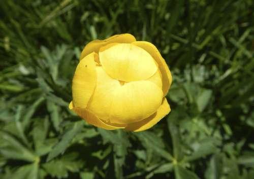 trollius_europaeus_cabrillac_versant_est_bassurels_-_2.jpg