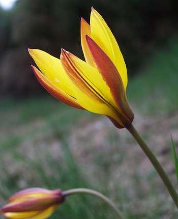 tulipa_sylvestris_ssp_australis_col_de_la_croix_de_berthel.jpg