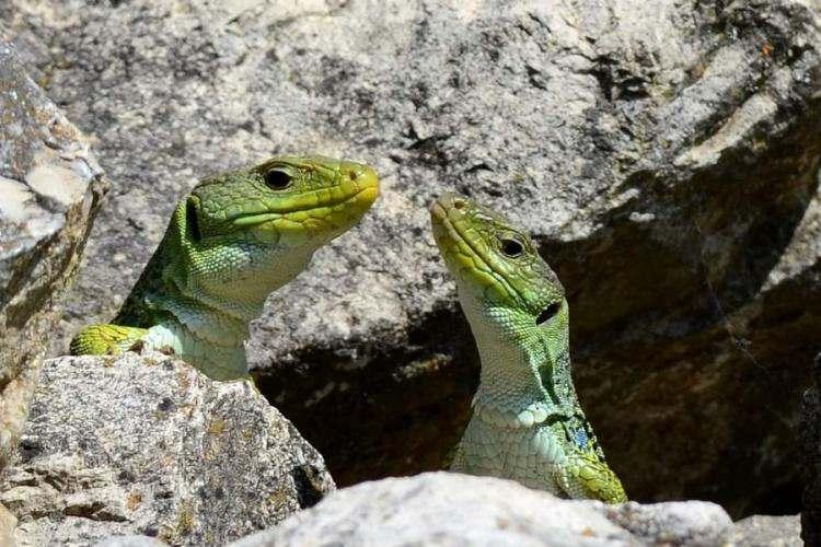 parade_nuptiale_lezard_ ocellé_1.jpg