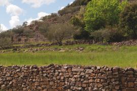 Bancels avec des oliviers vers le hameau de Pagès, vallée de la Salindrenque © Olivier Prohin