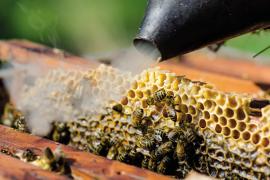 Apiculture © Olivier Prohin
