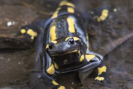 Salamandre © Gaël Karczewski