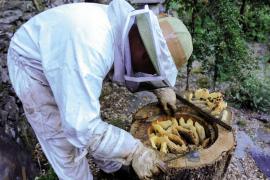 Apiculture rucher tronc Mourétou Valleraugue © Gaël Karczewski