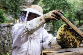 Apiculture rucher tronc Mourétou Valleraugue © Gaël Karczewski