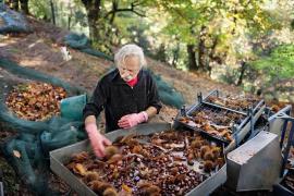 Vivre avec le châtaignier aujourd’hui - Les différents visages de la châtaigneraie © Marion Parent