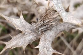 Photo de psyché à Ispagnac