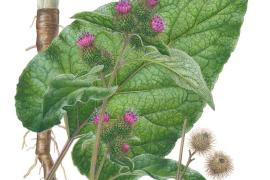 Arctium minus