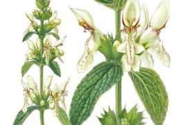 Stachys recta - plus jaune