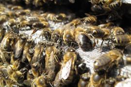 abeille_noire_cevennes_arbre_aux_abeilles.jpg